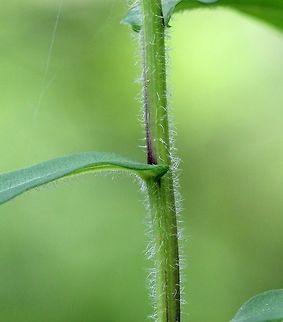 Symphyotrichum firmum Symphyotrichum firmum stem and leaf node. Short internodes and a purple streak above each node are typical of this species. The leaves are narrow, their margins entire (rarely with some marginal teeth) and revolute. The plants grow from long creeping rhizomes and form large patches. The related Symphyotrichum puniceum is bristly pubescent along the stem (which is frequently reddish), the leaf margins are prominently toothed, and it does not form colonies from rhizomes but instead occurs as scattered plants. Also, Symphyotrichum puniceum grows in wetter habitats than Symphyotrichum firmum which grows along the edges of wetlands and drier soils. This plant was growing along a wetland edge under a light canopy of coniferous and deciduous trees. Aster firmus,Aster lucidulus,Asteraceae,Geotagged,Glossy-leaved Aster,Summer,Symphyotrichum firmum,Symphyotrichum puniceum,United States,plant