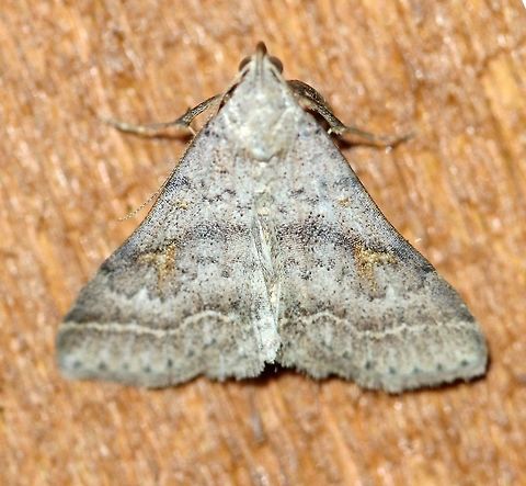 Bleptina caradrinalis  Bent-winged Owlet,Bleptina caradrinalis,Geotagged,Lepidoptera,Summer,United States,insect,moth,owlet moths