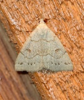 Chytolita morbidalis  Chytolita morbidalis,Geotagged,Lepidoptera,Morbid Owlet,Summer,United States,insect,moth,owlet moths