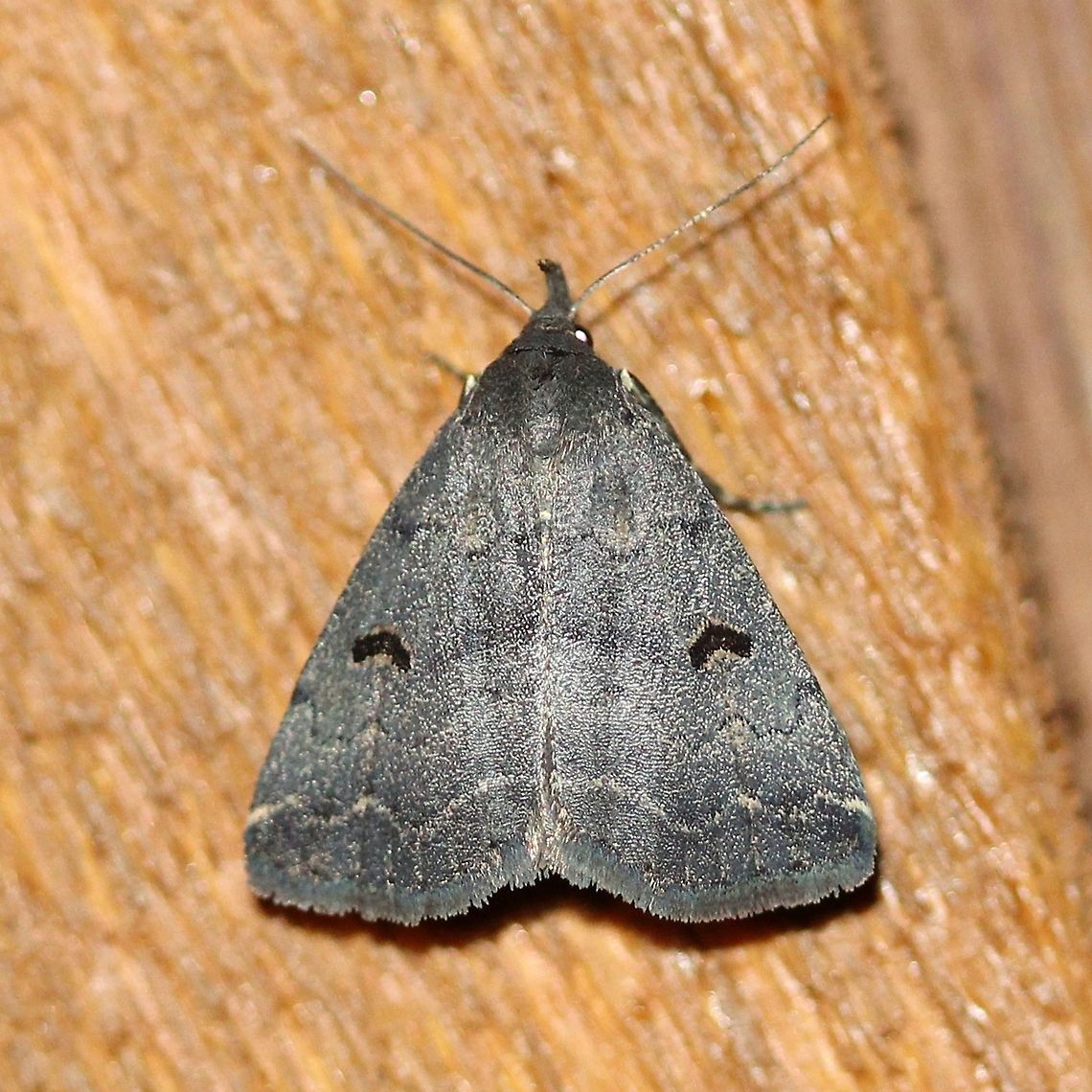 Phalaenostola hanhami  Geotagged,Hanham's snout moth,Lepidoptera,Phalaenostola hanhami,Summer,United States,insect,moth,owlet moth,snout moth