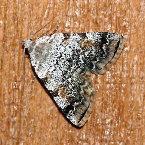 Idia americalis  American idia,Geotagged,Idia americalis,Lepidoptera,Summer,United States,insect,litter moths,moth