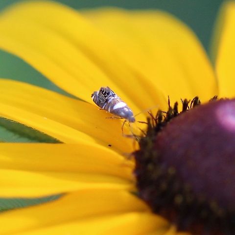Glyphipterix circumscriptella This tiny moth was nectaring on Rudebeckia hirta at the edge of a pasture and woodland. Dichrorampha,Geotagged,Glyphipterix circumscriptella,Grapholita,Lepidoptera,Olethreutinae,Summer,United States,insect,moth