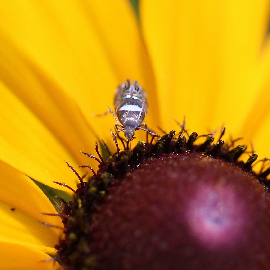 Glyphipterix circumscriptella This tiny moth was nectaring on Rudebeckia hirta at the edge of a pasture and woodland. Dichrorampha,Geotagged,Glyphipterix circumscriptella,Grapholita,Lepidoptera,Olethreutinae,Summer,United States,insect,moth,pasture