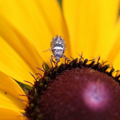 Glyphipterix circumscriptella This tiny moth was nectaring on Rudebeckia hirta at the edge of a pasture and woodland. Dichrorampha,Geotagged,Glyphipterix circumscriptella,Grapholita,Lepidoptera,Olethreutinae,Summer,United States,insect,moth,pasture