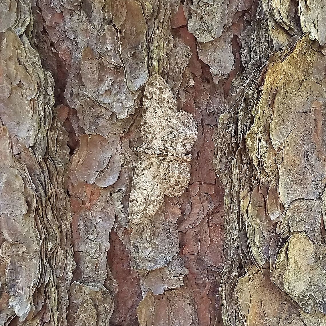 Ectropis crepuscularia On the trunk of a Jack Pine (Pinus banksiana) tree. Several were seen in the immediate vicinity. Ectropis crepuscularia,Ennominae,Geometridae,Geotagged,Lepidoptera,Pinus banksiana,Small Engrailed,Summer,United States,insect,moth