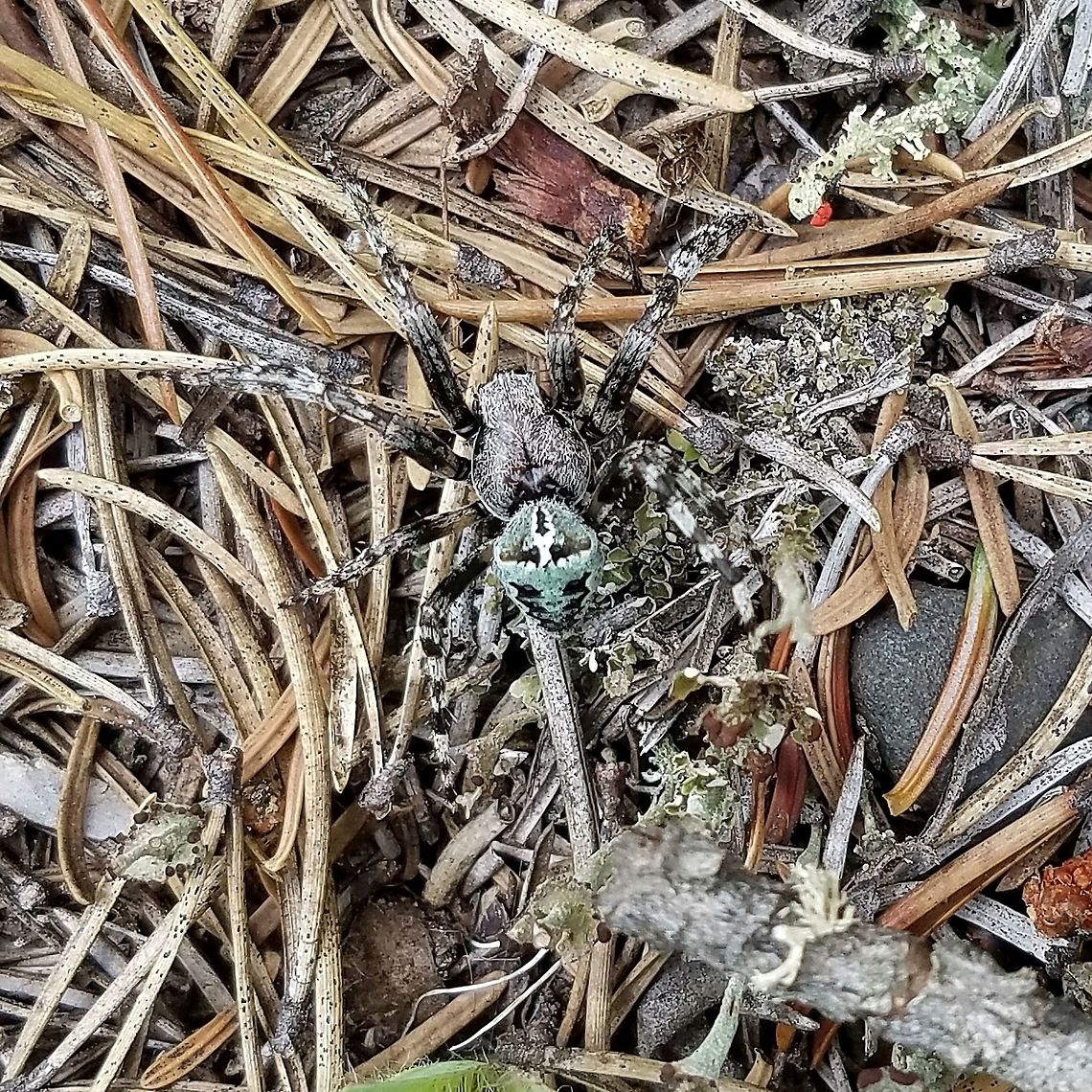Araneus bicentenarius A male Araneus bicentenarius running across a trail in the forest. This species mimics the coloration of some lichens. Araneus bicentenarius,Geotagged,Summer,United States,forest,lichen,spider