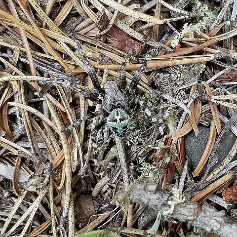 Araneus bicentenarius A male Araneus bicentenarius running across a trail in the forest. This species mimics the coloration of some lichens. Araneus bicentenarius,Geotagged,Summer,United States,forest,lichen,spider