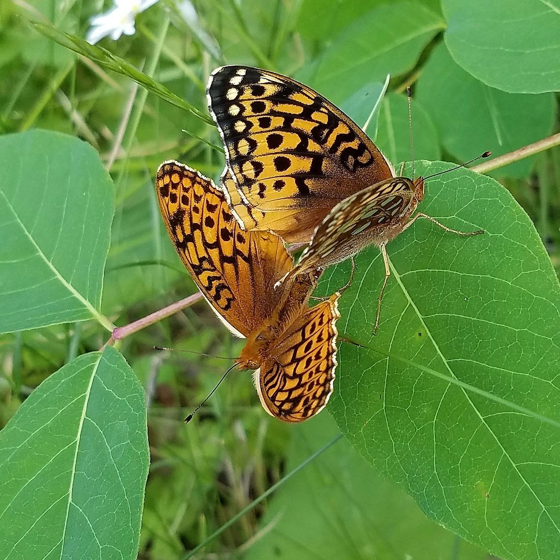 Speyeria atlantis Speyeria atlantis mating pair on the Honeymoon Trail in the Superior National Forest. Male below, female above. Atlantis fritillary,Geotagged,Heliconiinae,Lepidoptera,Nymphalidae,Speyeria atlantis,Summer,United States,butterfly,mating butterflies,mating insects,sexual dimorphism