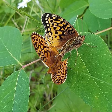 Speyeria atlantis Speyeria atlantis mating pair on the Honeymoon Trail in the Superior National Forest. Male below, female above. Atlantis fritillary,Geotagged,Heliconiinae,Lepidoptera,Nymphalidae,Speyeria atlantis,Summer,United States,butterfly,mating butterflies,mating insects,sexual dimorphism