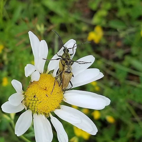 Lepturobosca chrysocoma Lepturobosca chrysocoma mating pair on an Ox-eye Daisy (Chrysanthemum leucanthemum) along a logging road through a Jack Pine (Pinus banksiana) forest. Chrysanthemum leucanthemum,Geotagged,Lepturobosca chrysocoma,Ox-eye daisy,Summer,United States,Yellow Velvet Beetle,beetle,golden flower long-horn,insect,mating insects