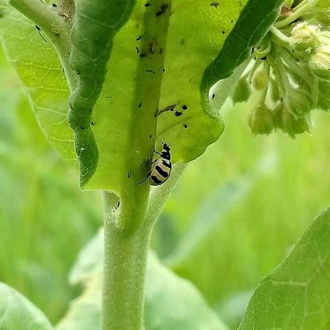Coccinella trifasciata perplexa  Coccinella trifasciata,Coccinella trifasciata perplexa,Geotagged,Summer,United States,beetle,ladybug