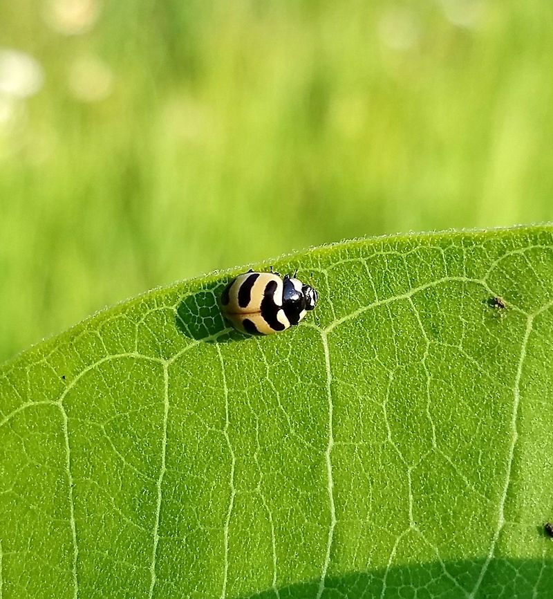 Coccinella trifasciata perplexa On Common Milkweed (Asclepias syriaca) in an old field. Coccinella trifasciata,Coccinella trifasciata perplexa,Geotagged,Summer,United States,beetle,ladybug