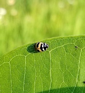 Coccinella trifasciata perplexa On Common Milkweed (Asclepias syriaca) in an old field. Coccinella trifasciata,Coccinella trifasciata perplexa,Geotagged,Summer,United States,beetle,ladybug