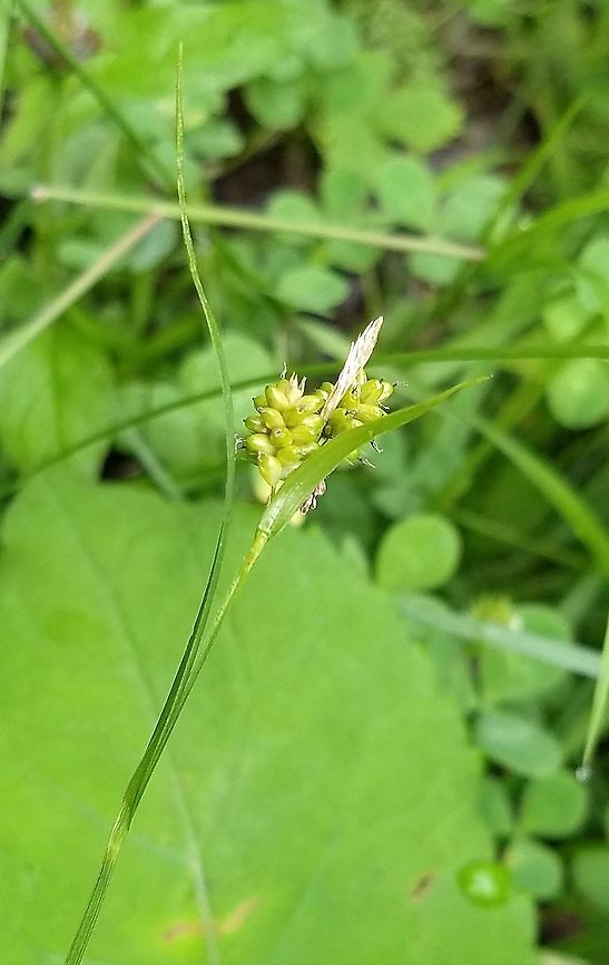 Carex pallescens Growing in damp soil along a winter trail. Carex,Carex pallescens,Cyperaceae,Geotagged,Pale Sedge,Summer,United States,monocot,pale sedge,plant,sedge