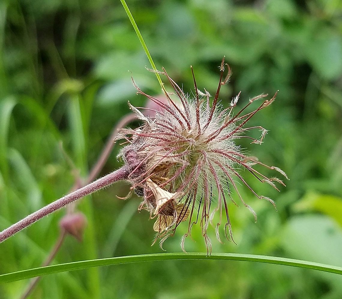 Geum rivale fruiting head Growing in wet soil with sedges and grasses where a winter trail cuts through a seepy wetland. Geotagged,Geum rivale,Rosaceae,Summer,United States,avens,geum,plant,water avens,wetland