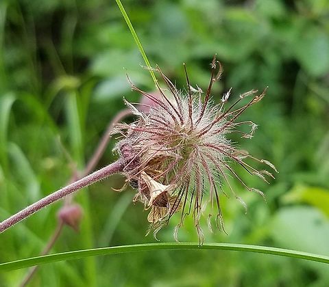 Geum rivale fruiting head Growing in wet soil with sedges and grasses where a winter trail cuts through a seepy wetland. Geotagged,Geum rivale,Rosaceae,Summer,United States,avens,geum,plant,water avens,wetland