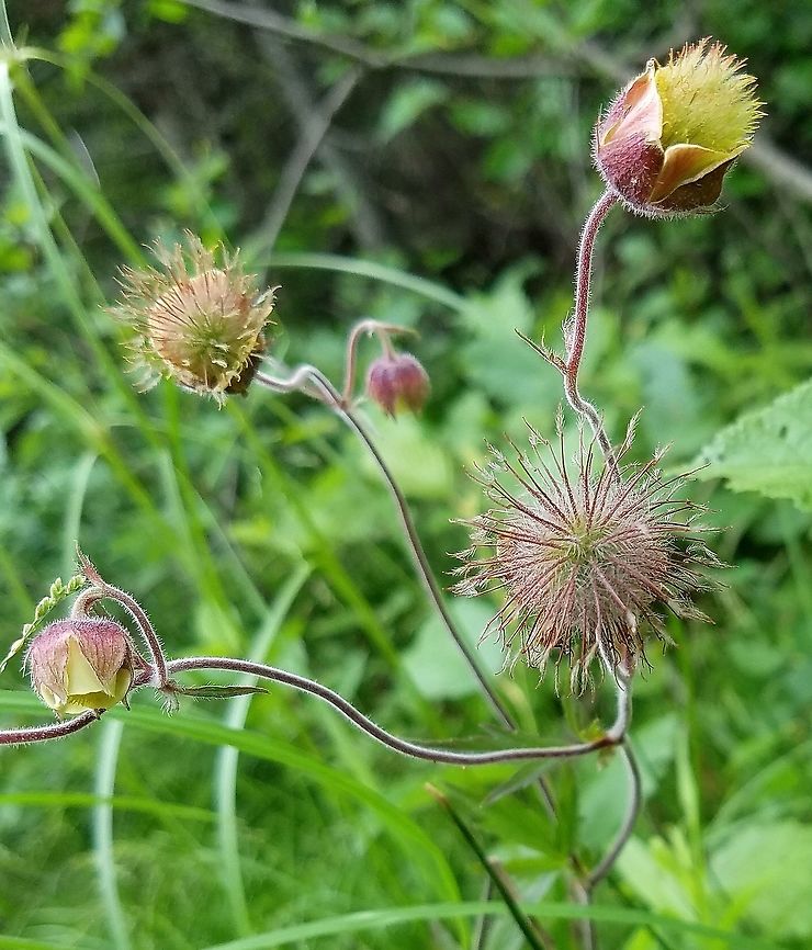 Geum rivale flowers and seed heads Growing in wet soil with sedges and grasses where a winter trail cuts through a seepy wetland. Geotagged,Geum rivale,Rosaceae,Summer,United States,avens,geum,plant,water avens,wetland