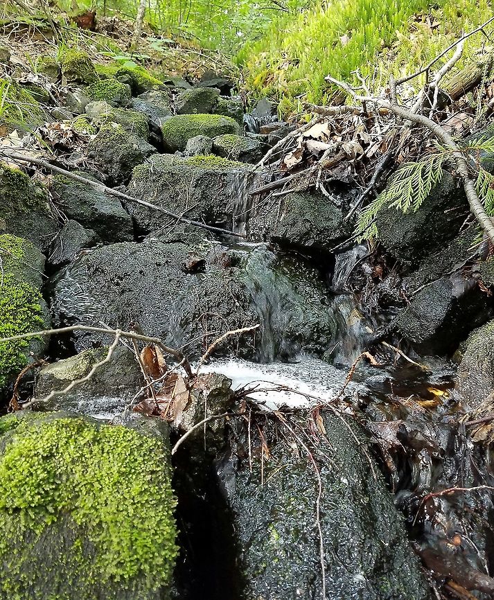 Ephemeral stream in an old growth Sugar Maple (Acer saccharum) forest This is an ephemeral stream that flows from a small wetland about 100 meters away on top of a massive bedrock ridge that is largely forested with sugar maple. Water flow is reduced to a trickle or more often nothing in between rains. At this point in the stream, it is beginning to flow over a cliff that drops about 50 meters. Acer saccharum,Geotagged,Summer,United States,ephemeral stream,forest,moss,rocks,stream,sugar maple,water