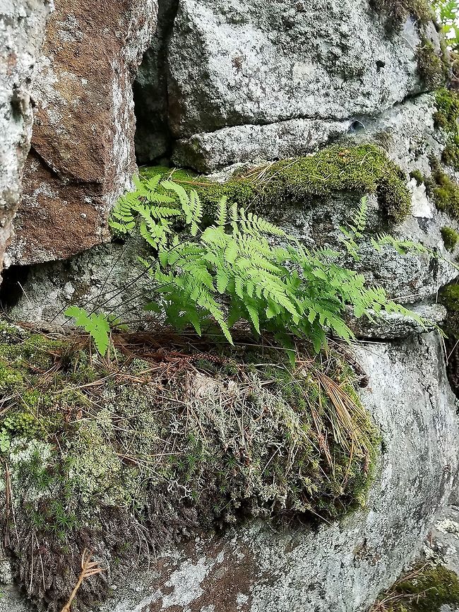 Gymnocarpium jessoense subsp. parvulum Gymnocarpium jessoense subsp. parvulum (Nahanni Oak Fern) growing on a mossy ledge near the top of a cliff. Geotagged,Gymnocarpium jessoense,Gymnocarpium jessoense subsp. parvulum,Nahanni Oak Fern,Summer,United States,cliff,fern,oak fern,rocks