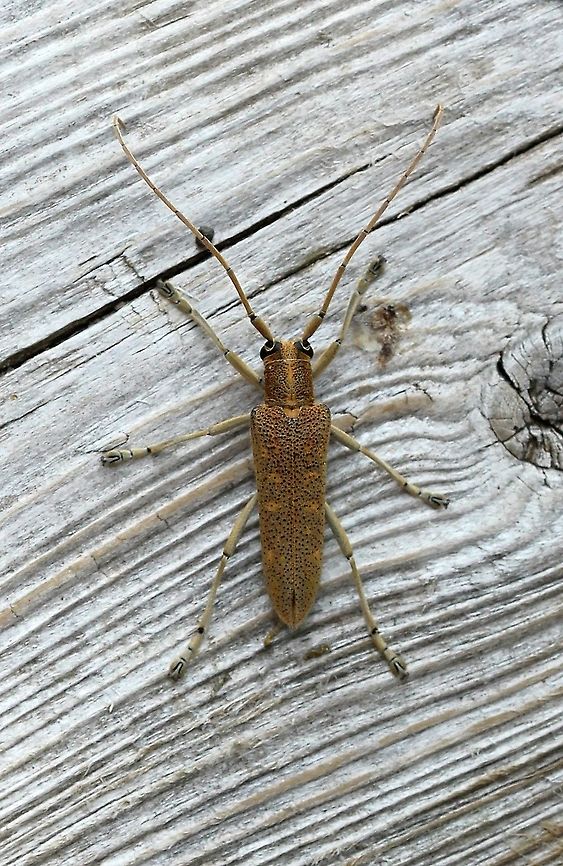 Saperda calcarata Poplar borer. Larval hosts are quaking aspen, cottonwood, and balsam poplar where the grubs first feed on the cambium layer before later moving on to the sapwood and heartwood. Coleoptera,Geotagged,Saperda calcarata,Summer,United States,beetle,insect,longhorn beetle,poplar bore