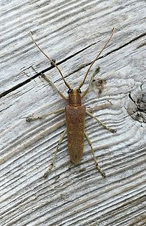 Saperda calcarata Poplar borer. Larval hosts are quaking aspen, cottonwood, and balsam poplar where the grubs first feed on the cambium layer before later moving on to the sapwood and heartwood. Coleoptera,Geotagged,Saperda calcarata,Summer,United States,beetle,insect,longhorn beetle,poplar bore