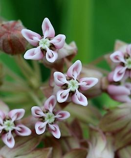 Flowers of the Common Milkweed (Asclepias syriaca) From a patch that grows along the edge of my driveway. So far this year I've seen three Monarch Butterfly caterpillars on these plants and an adult nectaring on one of the flower clusters. Apocynaceae,Asclepiadoideae,Asclepias syriaca,Common Milkweed,Common milkweed,Geotagged,Monarch Butterfly,Summer,United States,flowers,plant