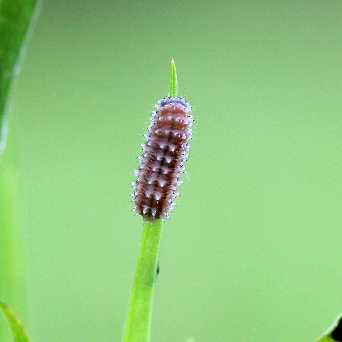 Chrysomelidae (Leaf Beetles) larva A Chrysomelidae (Leaf Beetles) larva on the leaf of Panicled Aster (Symphyotrichum lanceolatum). Chrysomelidae,Chrysomelidae larva,Coleoptera,Disonycha,Geotagged,Panicled Aster,Summer,Symphyotrichum lanceolatum,United States,beetle,insect
