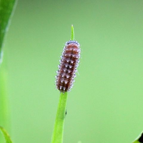 Chrysomelidae (Leaf Beetles) larva A Chrysomelidae (Leaf Beetles) larva on the leaf of Panicled Aster (Symphyotrichum lanceolatum). Chrysomelidae,Chrysomelidae larva,Coleoptera,Disonycha,Geotagged,Panicled Aster,Summer,Symphyotrichum lanceolatum,United States,beetle,insect