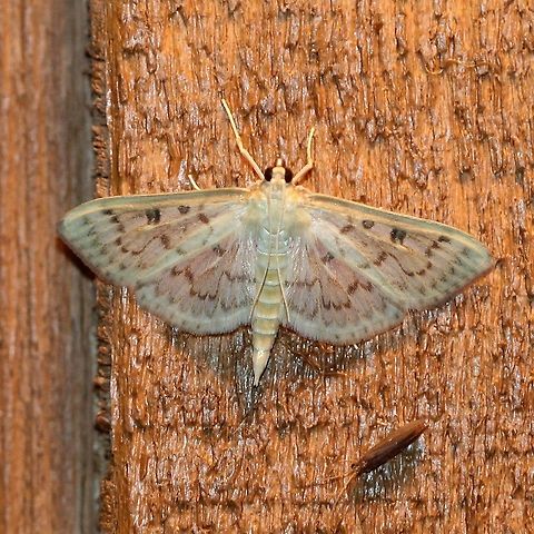 Herpetogramma abdominalis Seems to be. Crambidae,Geotagged,Herpetogramma,Herpetogramma abdominalis,Lepidoptera,Pyralid Moths,Pyraloidea,Summer,United States,insect,moth