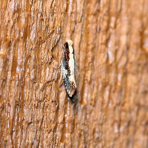 Monopis dorsistrigella  Geotagged,Lepidoptera,Monopis dorsistrigella,Summer,Tineidae,United States,insect,moth,moth week 2019,skunkback monopis