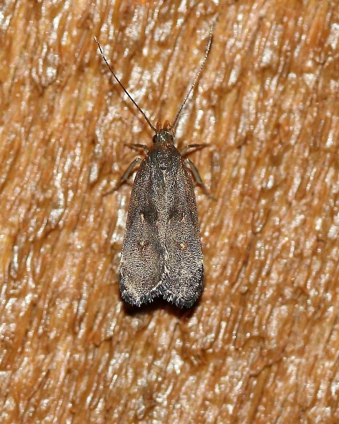 Dichomeris juncidella  Dichomeris juncidella,Gelechiidae,Geotagged,Lepidoptera,Summer,United States,insect,moth,moth week 2019