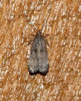 Dichomeris juncidella  Dichomeris juncidella,Gelechiidae,Geotagged,Lepidoptera,Summer,United States,insect,moth,moth week 2019