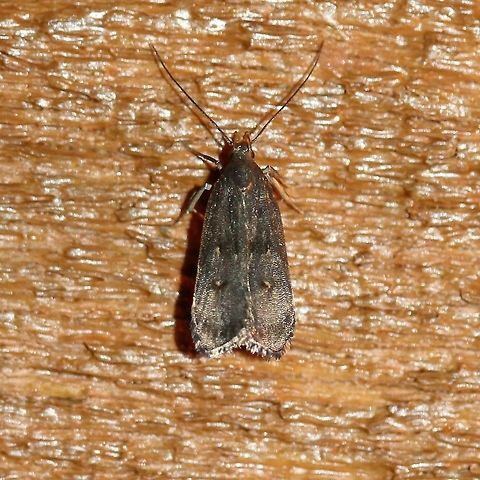 Dichomeris juncidella  Dichomeris juncidella,Gelechiidae,Geotagged,Lepidoptera,Summer,United States,insect,moth,moth week 2019