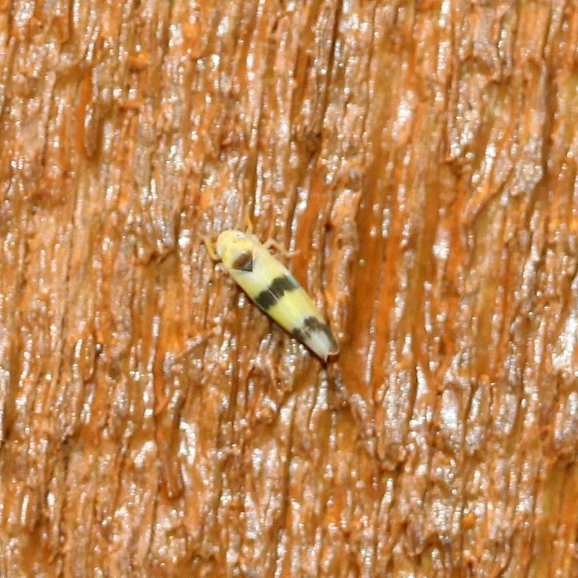 Empoa sp. Could be Empoa gillettei or Empoa latifasciata which look very similar to each other and also are found across most of North America. Cicadellidae,Empoa,Empoa gillettei,Empoa latifasciata,Geotagged,Hemiptera,Summer,United States,bug,insect,leafhopper