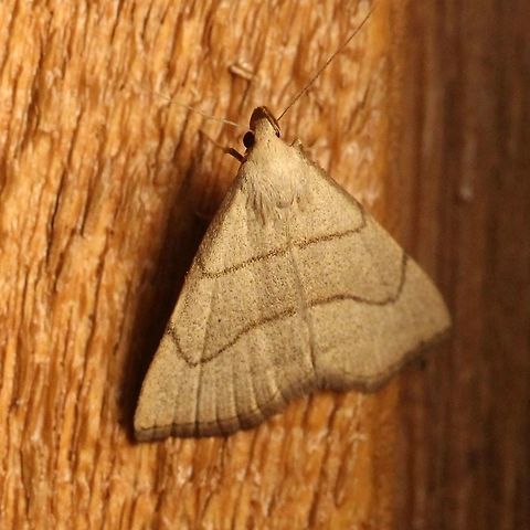 Macrochilo litophora  Brown-lined Owlet Moth,Geotagged,Lepidoptera,Macrochilo litophora,Summer,United States,brown moth,insect,litter moth,moth,moth week 2019,owlet moth