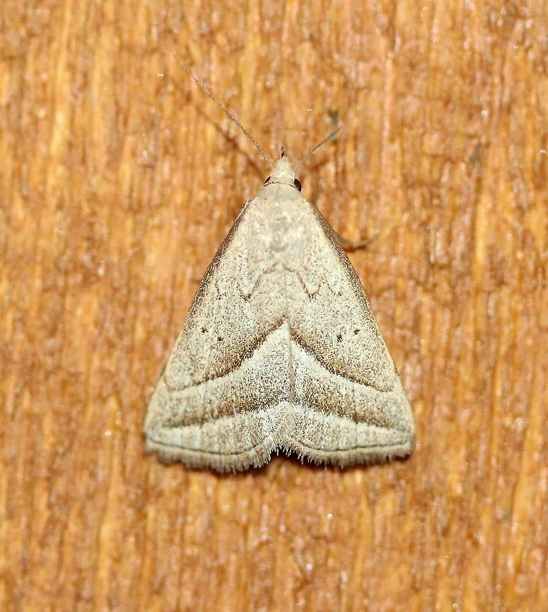 Macrochilo absorptalis  Geotagged,Lepidoptera,Macrochilo absorptalis,Summer,United States,brown moth,insect,litter moth,moth,moth week 2019,owlet moth
