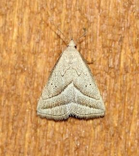 Macrochilo absorptalis  Geotagged,Lepidoptera,Macrochilo absorptalis,Summer,United States,brown moth,insect,litter moth,moth,moth week 2019,owlet moth