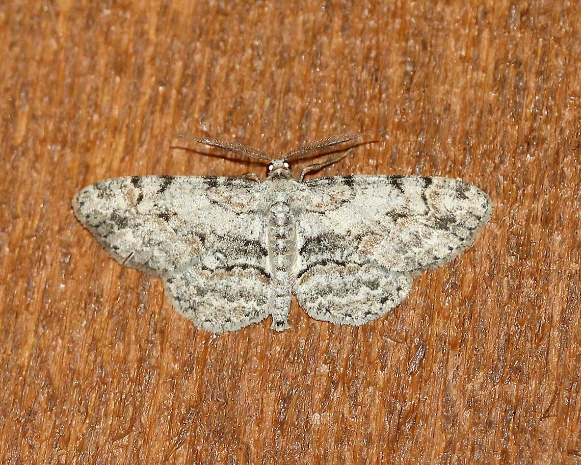Iridopsis defectaria (aka Anacamptodes defectaria)  Anacamptodes defectaria,Brown-Shaded Gray Moth,Geotagged,Iridopsis defectaria,Lepidoptera,Summer,United States,insect,moth,moth week 2019