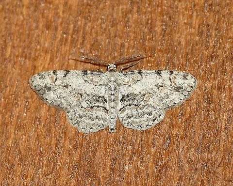 Iridopsis defectaria (aka Anacamptodes defectaria)  Anacamptodes defectaria,Brown-Shaded Gray Moth,Geotagged,Iridopsis defectaria,Lepidoptera,Summer,United States,insect,moth,moth week 2019