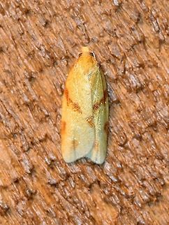 Sparganothis unifasciana  Geotagged,Lepidoptera,One-lined sparganothis moth,Sparganothis unifasciana,Summer,United States,insect,moth,moth week 2019