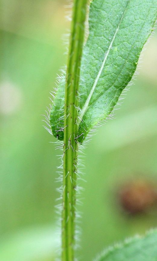 Rudbeckia hirta var. pulcherrima Detail of stem and leaf attachment. Plants in a pasture. Black-eyed Susan,Geotagged,Rudbeckia hirta,Rudbeckia hirta var. pulcherrima,Summer,United States,pasture