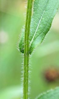 Rudbeckia hirta var. pulcherrima Detail of stem and leaf attachment. Plants in a pasture. Black-eyed Susan,Geotagged,Rudbeckia hirta,Rudbeckia hirta var. pulcherrima,Summer,United States,pasture