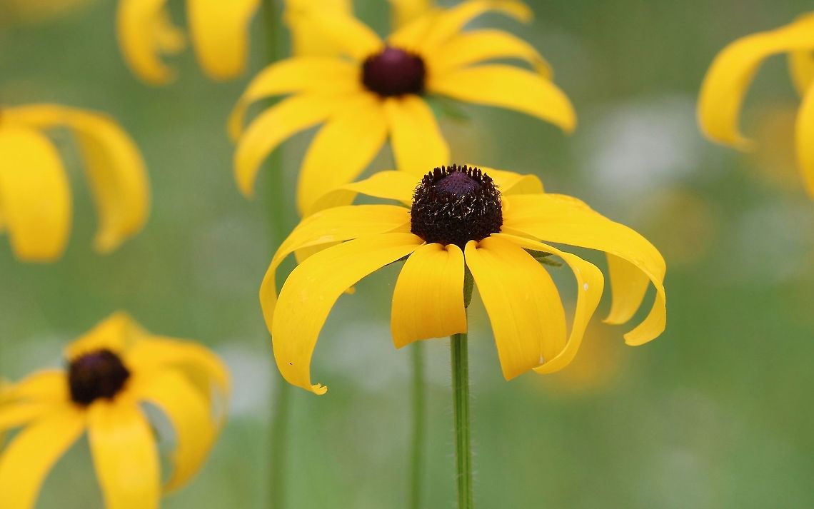 Rudbeckia hirta var pulchimera Part of a massive colony of plants in a pasture. Black-eyed Susan,Geotagged,Rudbeckia hirta,Rudbeckia hirta var pulchimera,Rudbeckia hirta var. pulcherrima,Summer,United States,flower,pasture