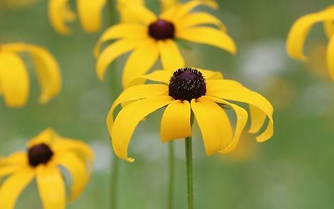 Rudbeckia hirta var pulchimera Part of a massive colony of plants in a pasture. Black-eyed Susan,Geotagged,Rudbeckia hirta,Rudbeckia hirta var pulchimera,Rudbeckia hirta var. pulcherrima,Summer,United States,flower,pasture