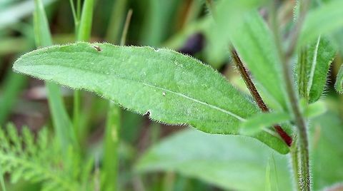 Rudbeckia hirta var. pulcherrima Detail of leaf shape and attachment to stem. Plants in a pasture. Black-eyed Susan,Geotagged,Rudbeckia hirta,Rudbeckia hirta var. pulcherrima,Summer,United States,pasture