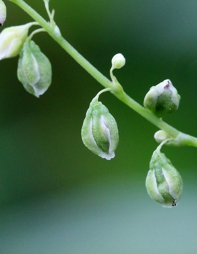 Polygonum cilinode (synonym Fallopia cilinodis) Polygonum cilinode developing seeds. Fallopia cilinodis,Geotagged,Polygonum ciliinode,Polygonum cilinode,Summer,United States,plant