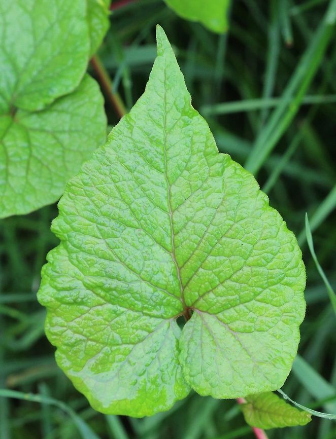Polygonum cilinode (synonym Fallopia cilinodis) Leaf with heart-shaped (cordate) base. Part of a large colony growing among and over shrubs and small trees. Fallopia cilinodis,Geotagged,Polygonaceae,Polygonum ciliinode,Polygonum cilinode,Summer,United States,cordate,leaf,plant