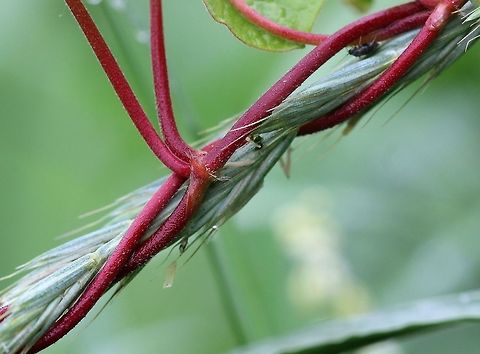 Polygonum cilinode (synonym Fallopia cilinodis) Polygonum cilinode stem showing fringe of downward-pointing hairs at the node. Fallopia cilinodis,Geotagged,Polygonum ciliinode,Polygonum cilinode,Summer,United States,plant,vine