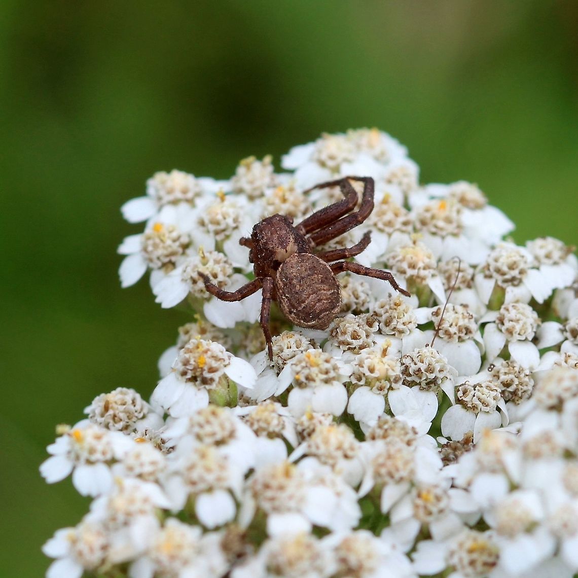 A crab spider on Yarrow (Achillea millefolium) flowers Possibly a species of Xysticus (Xysticus ampullatus? Xysticus ampullatus?) or something related. Waiting on Yarrow flowers in a pasture.<br />
<br />
This spider has suffered an injury to its legs and head:<br />
<figure class="photo"><a href="https://www.jungledragon.com/image/81998/a_crab_spider_on_yarrow_achillea_millefolium_flowers.html" title="A crab spider on Yarrow (Achillea millefolium) flowers"><img src="https://s3.amazonaws.com/media.jungledragon.com/images/3383/81998_thumb.JPG?AWSAccessKeyId=05GMT0V3GWVNE7GGM1R2&Expires=1765411210&Signature=msRypWn6qS5SQONJEyagpm%2BtXAo%3D" width="200" height="200" alt="A crab spider on Yarrow (Achillea millefolium) flowers Possibly a species of Xysticus (Xysticus ampullatus? Xysticus ampullatus?) or something related. Waiting on Yarrow flowers in a pasture. This spider has suffered an injury resulting in the loss of two legs and part of the head. Arthropoda,Geotagged,Summer,Thomisidae,United States,Xysticus,arachnid,arthropod,crab spider,pasture,spider,yarrow" /></a></figure> Arthropoda,Geotagged,Summer,Thomisidae,United States,Xysticus,arachnid,arthropod,crab spider,pasture,spider,yarrow