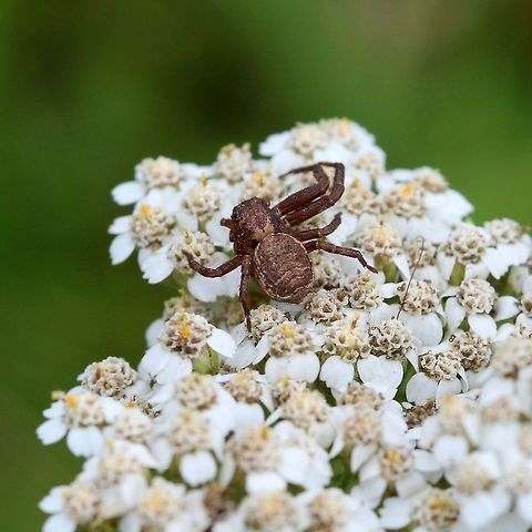 A crab spider on Yarrow (Achillea millefolium) flowers Possibly a species of Xysticus (Xysticus ampullatus? Xysticus ampullatus?) or something related. Waiting on Yarrow flowers in a pasture.

This spider has suffered an injury to its legs and head:
https://www.jungledragon.com/image/81998/_9047.html Arthropoda,Geotagged,Summer,Thomisidae,United States,Xysticus,arachnid,arthropod,crab spider,pasture,spider,yarrow